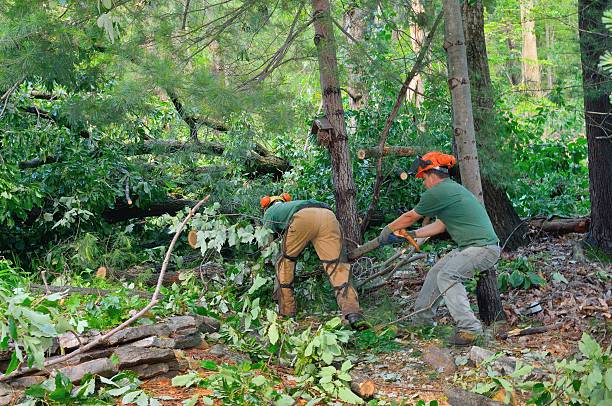 Best Local Tree Services  in USA